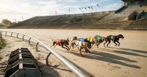 Apuestas de carreras de galgos 2026: licencias, mercados y casas